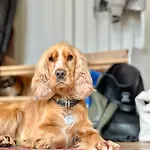 Cosy District - Walk To - Sleeps 6 * Windermere